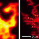 Comparison of images taken by a light microscope without the hyperbolic metamaterial (left) and with the hyperbolic metamaterial (right): quantum dots.